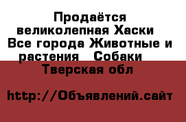 Продаётся великолепная Хаски - Все города Животные и растения » Собаки   . Тверская обл.